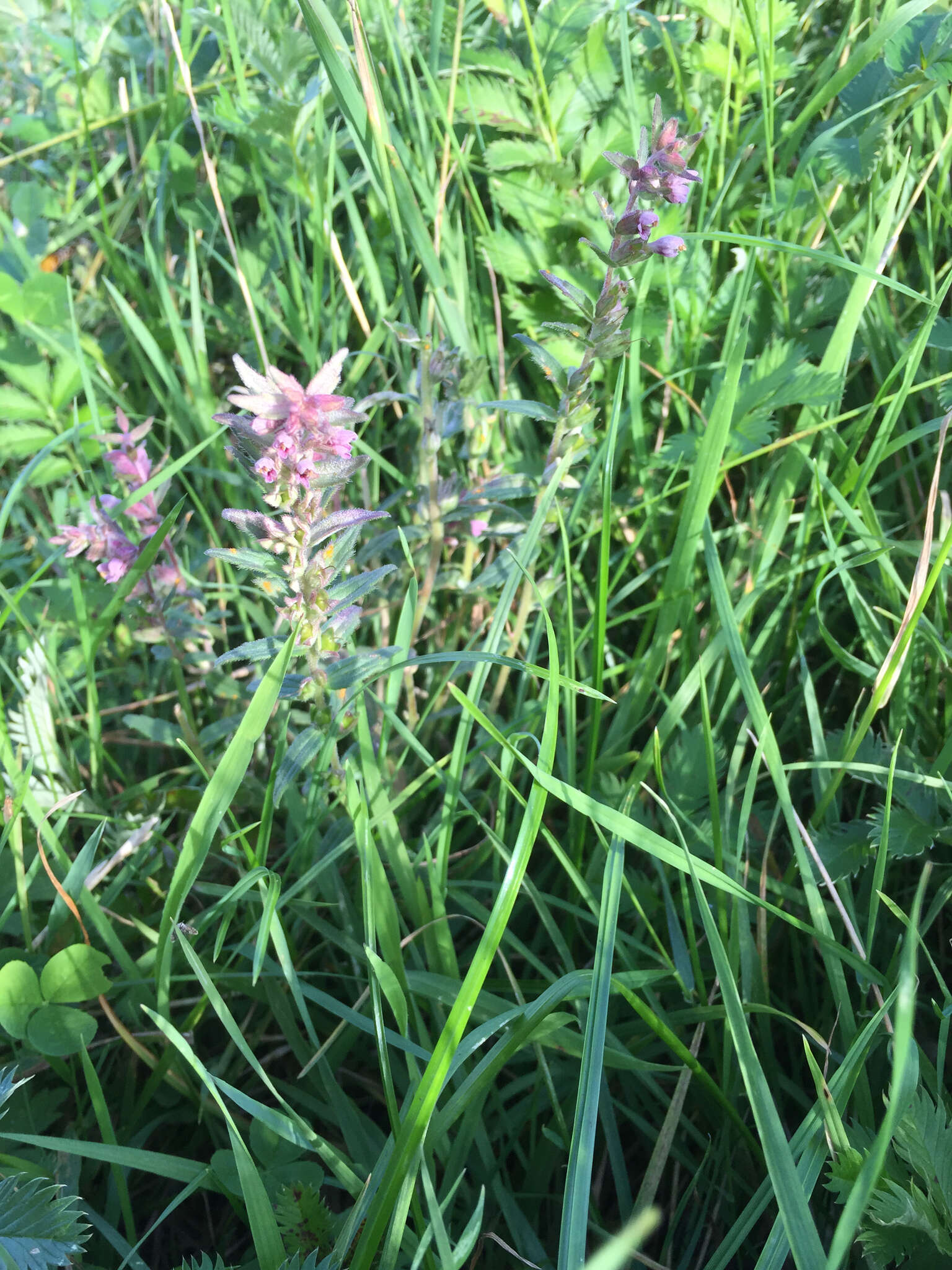 Image of red bartsia