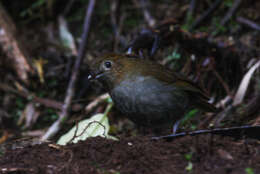 Слика од Grallaria urraoensis Carantón-Ayala & Certuche-Cubillos 2010