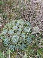 Image of Aloe brevifolia var. brevifolia