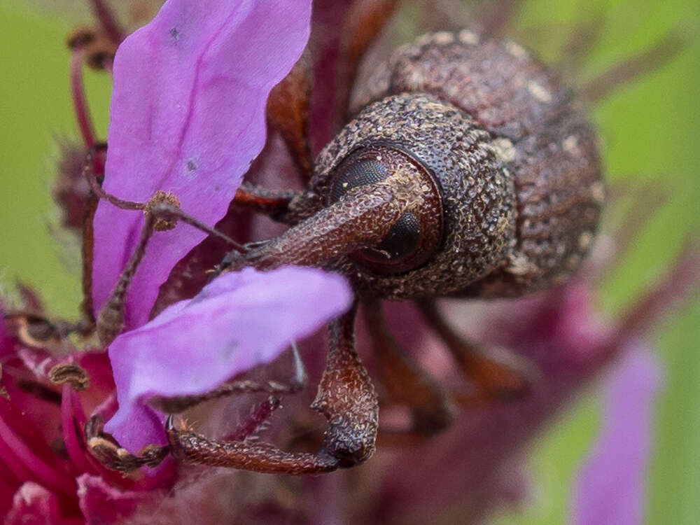 Hylobius transversovittatus (Goeze & J. A. E. 1777) resmi