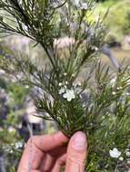 Image of Austromyrtus tenuifolia (Sm.) Burret