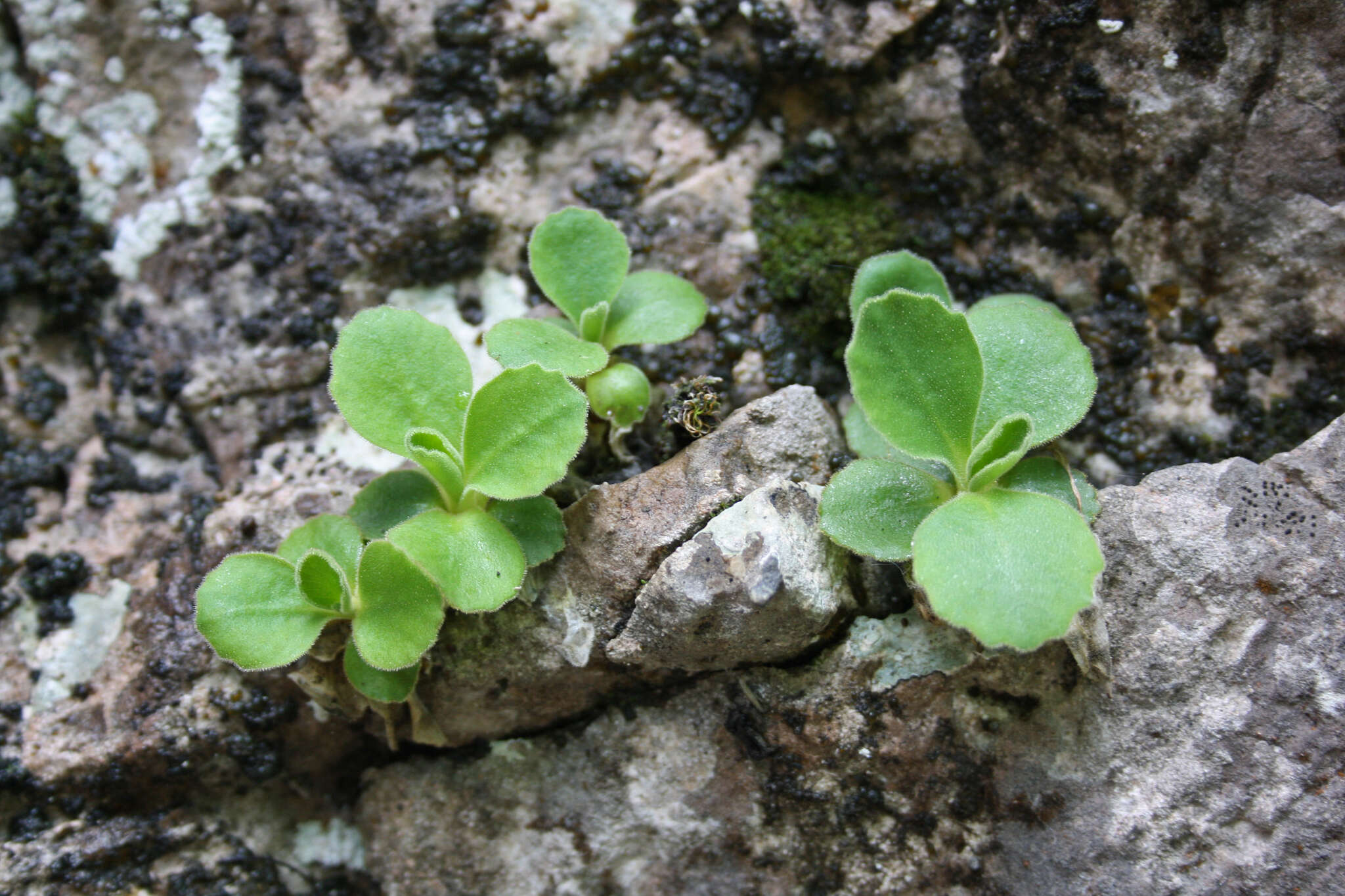 Image of Primula hirsuta subsp. valcuvianensis S. Jess. & L. Lehm.