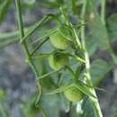 Image of Solanum arcanum Peralta