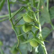 Image de Solanum arcanum Peralta