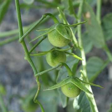 Image de Solanum arcanum Peralta