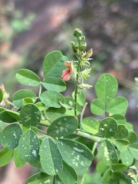 Imagem de Indigofera lupatana Baker fil.