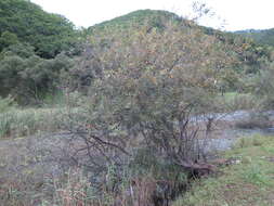 Image of Salix subfragilis Anderss.