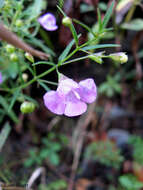 Image of slenderleaf false foxglove