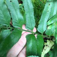 Image of Polystichum integripinnum Hayata