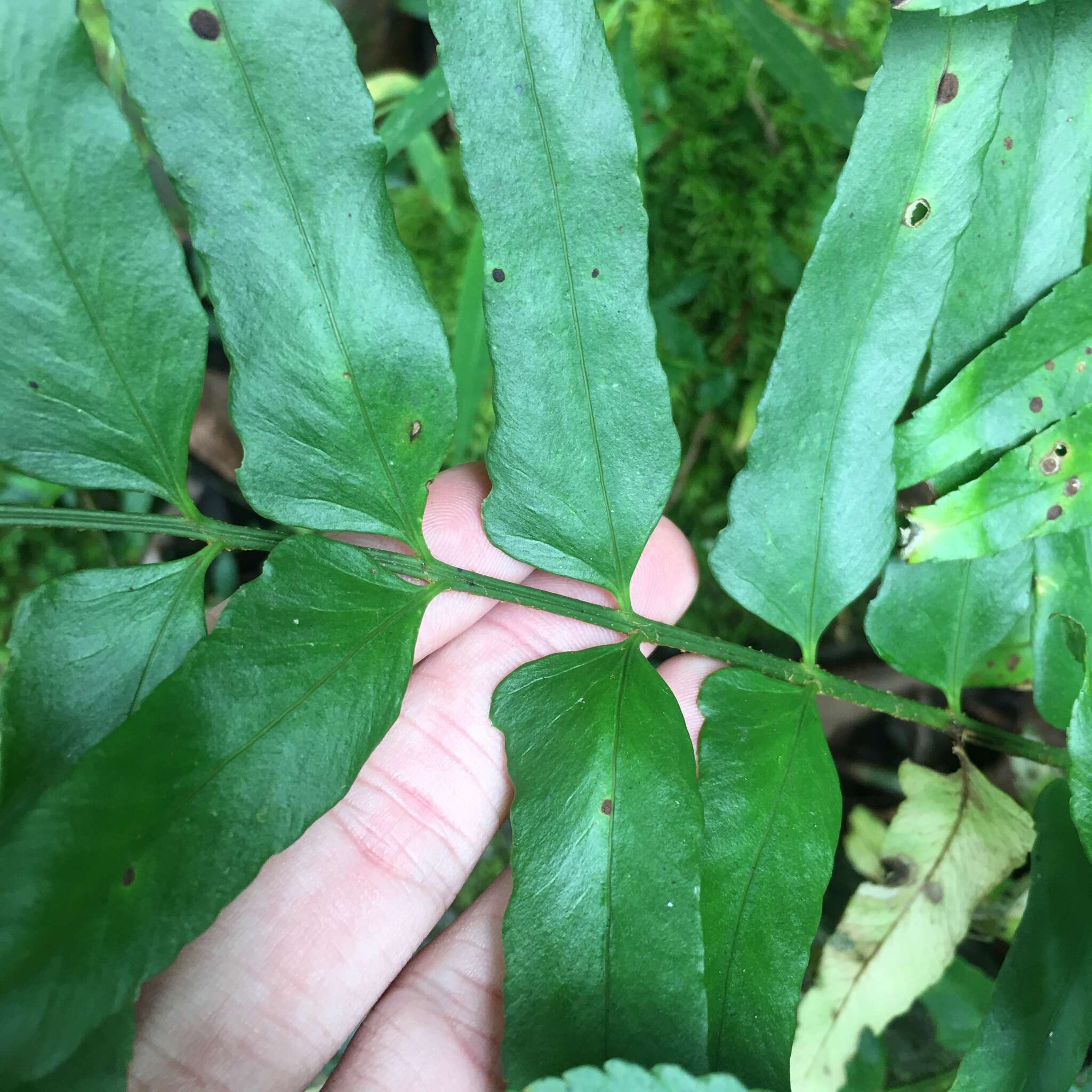 Imagem de Polystichum integripinnum Hayata