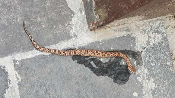 Image of Chinese Mountain Pit Viper