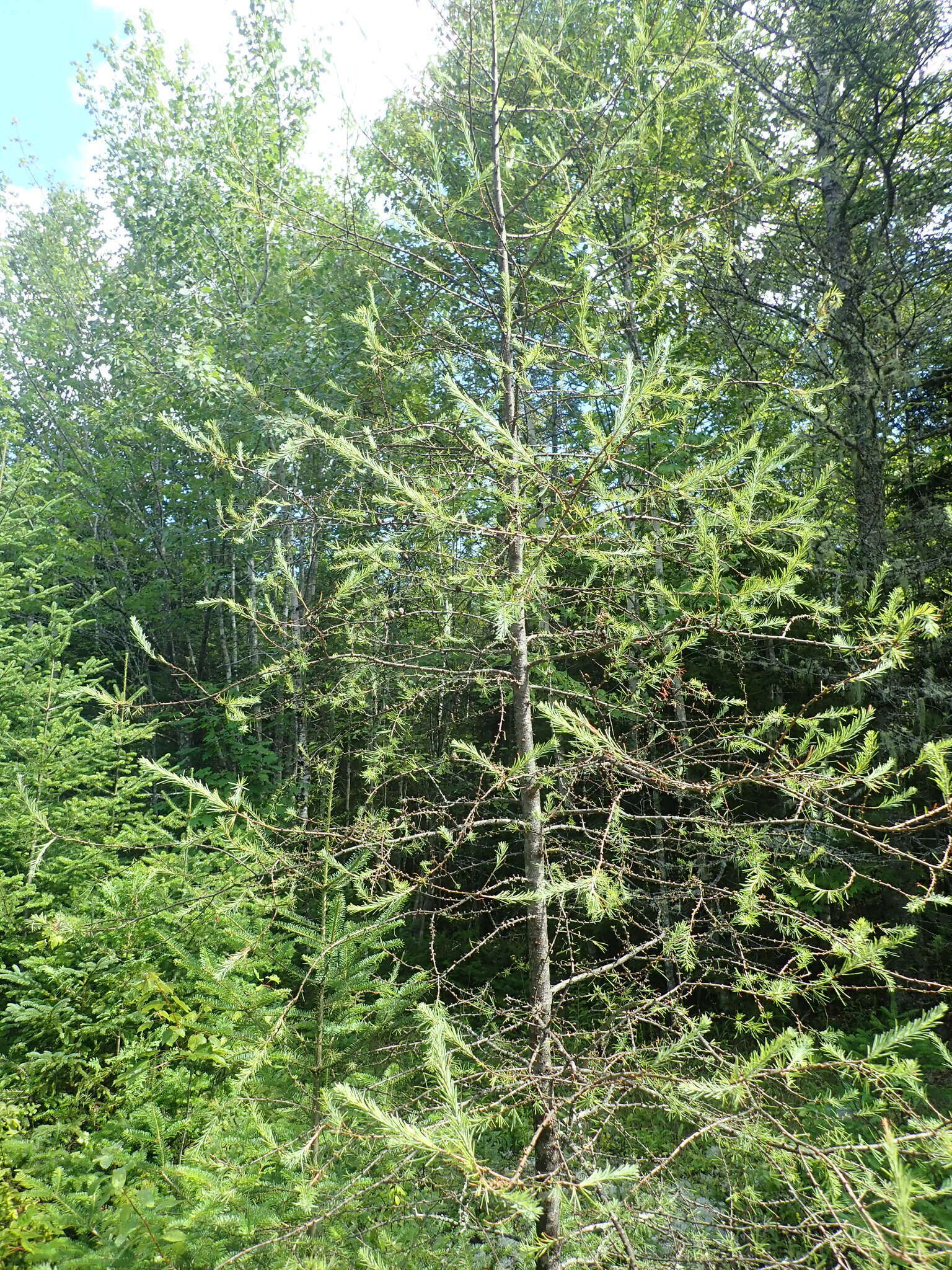 Image of Larch sawfly