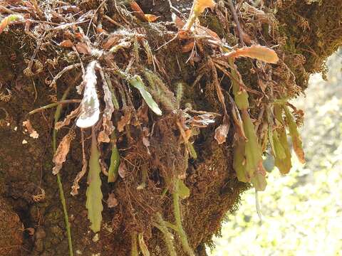 Image of <i>Disocactus crenatus</i>