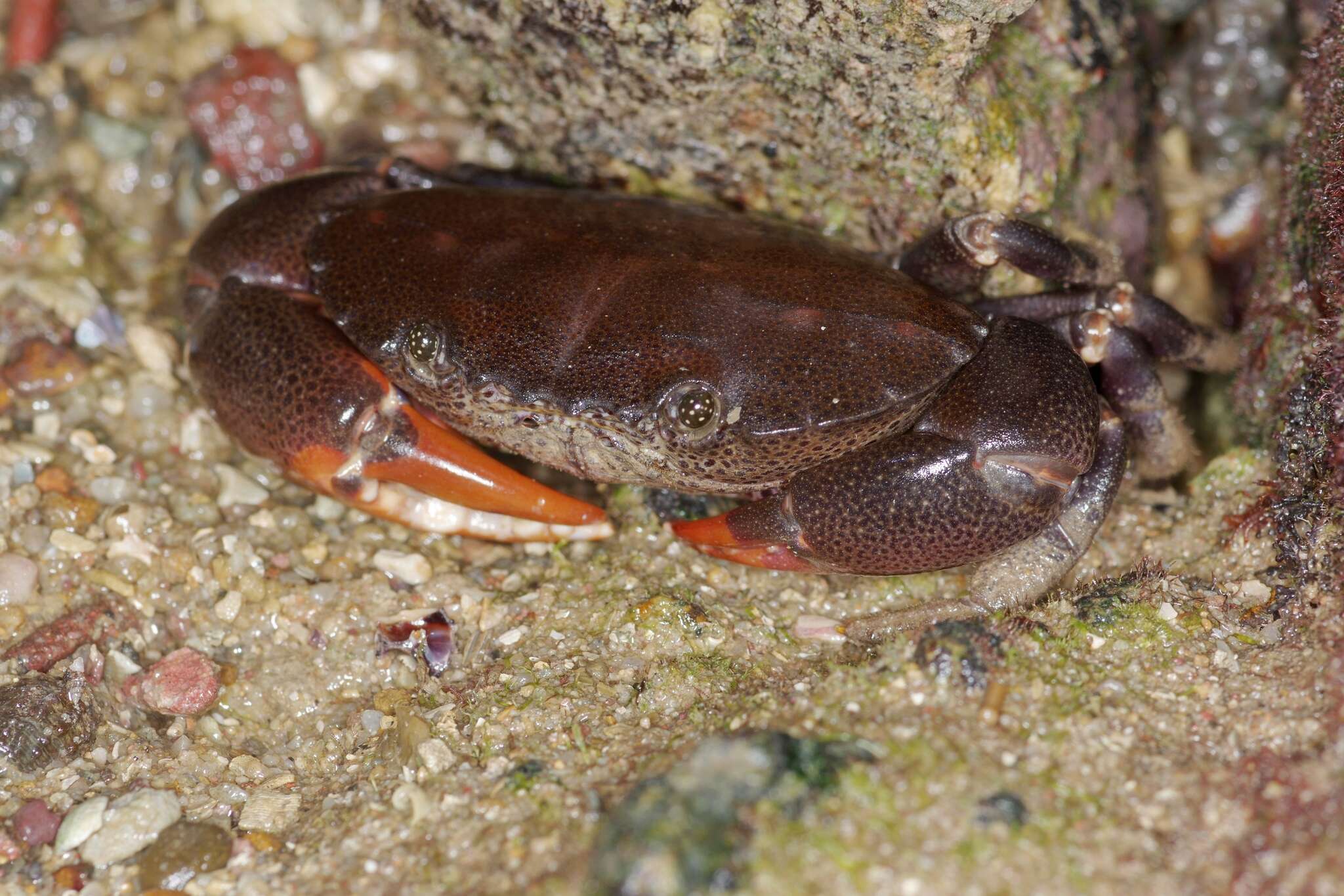 Image of Ozius guttatus H. Milne Edwards 1834