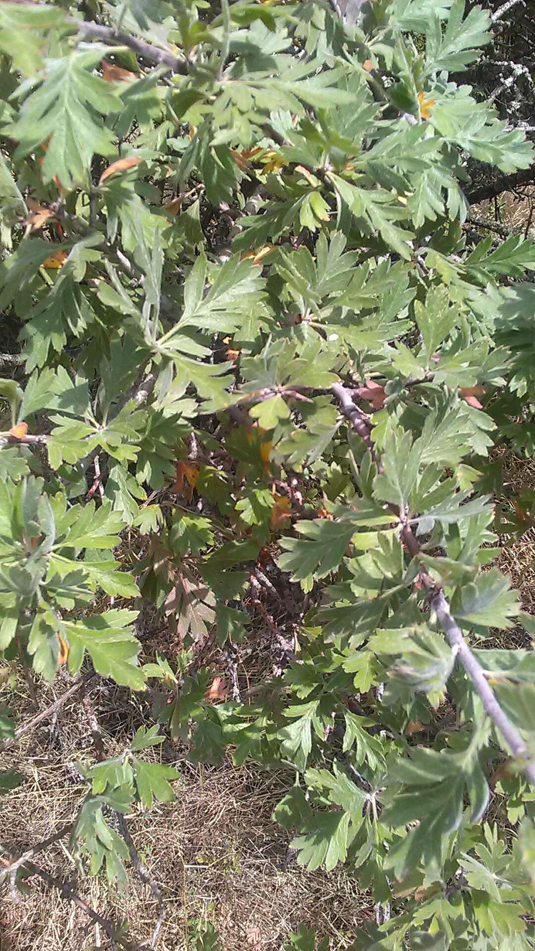 Image of Crataegus orientalis Pall. ex Bieb.