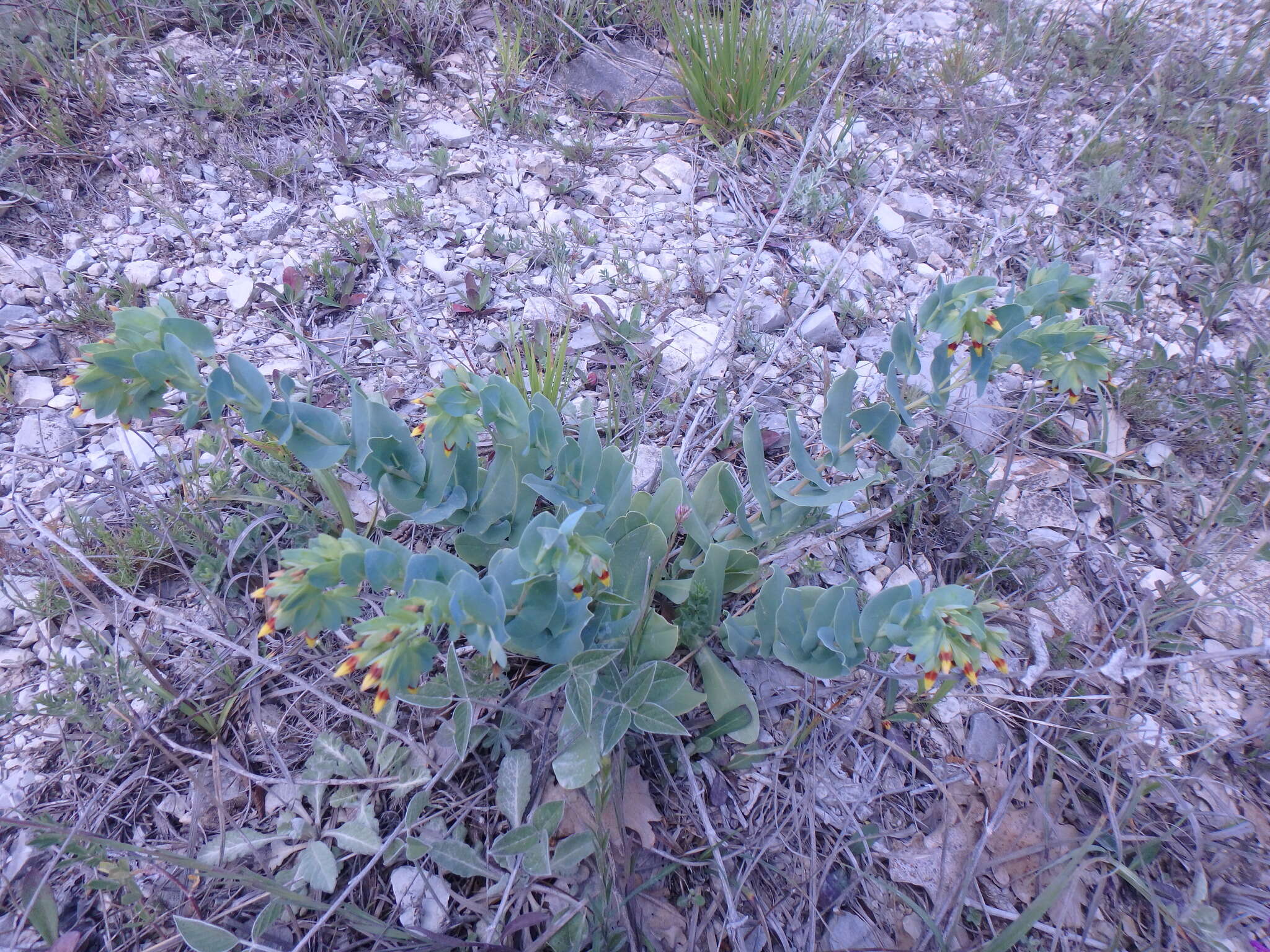 Cerinthe minor L. resmi