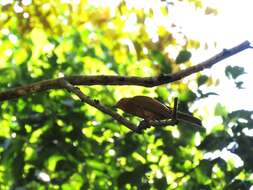 Image of Rufous Piha