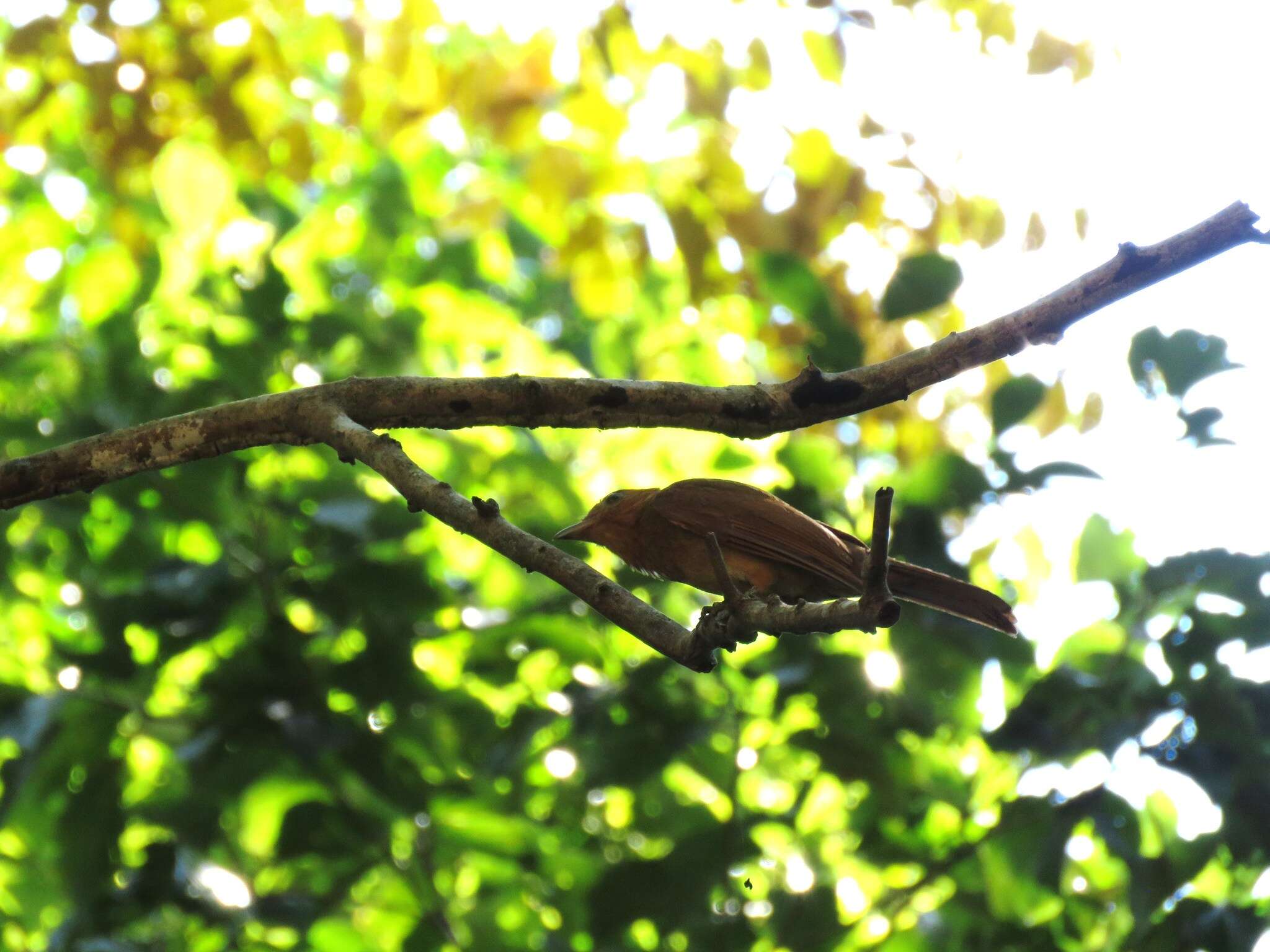 Image of Rufous Piha