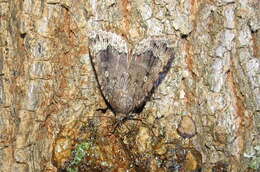 Image of Copper Underwing