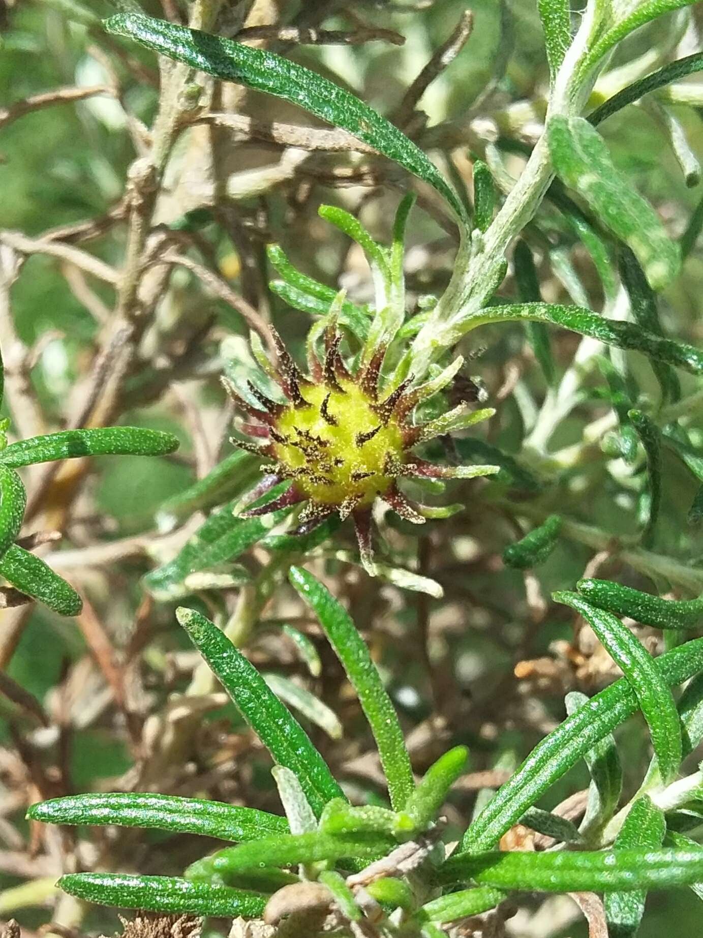 Image of Trigonomyia ananas Kolesik 1996