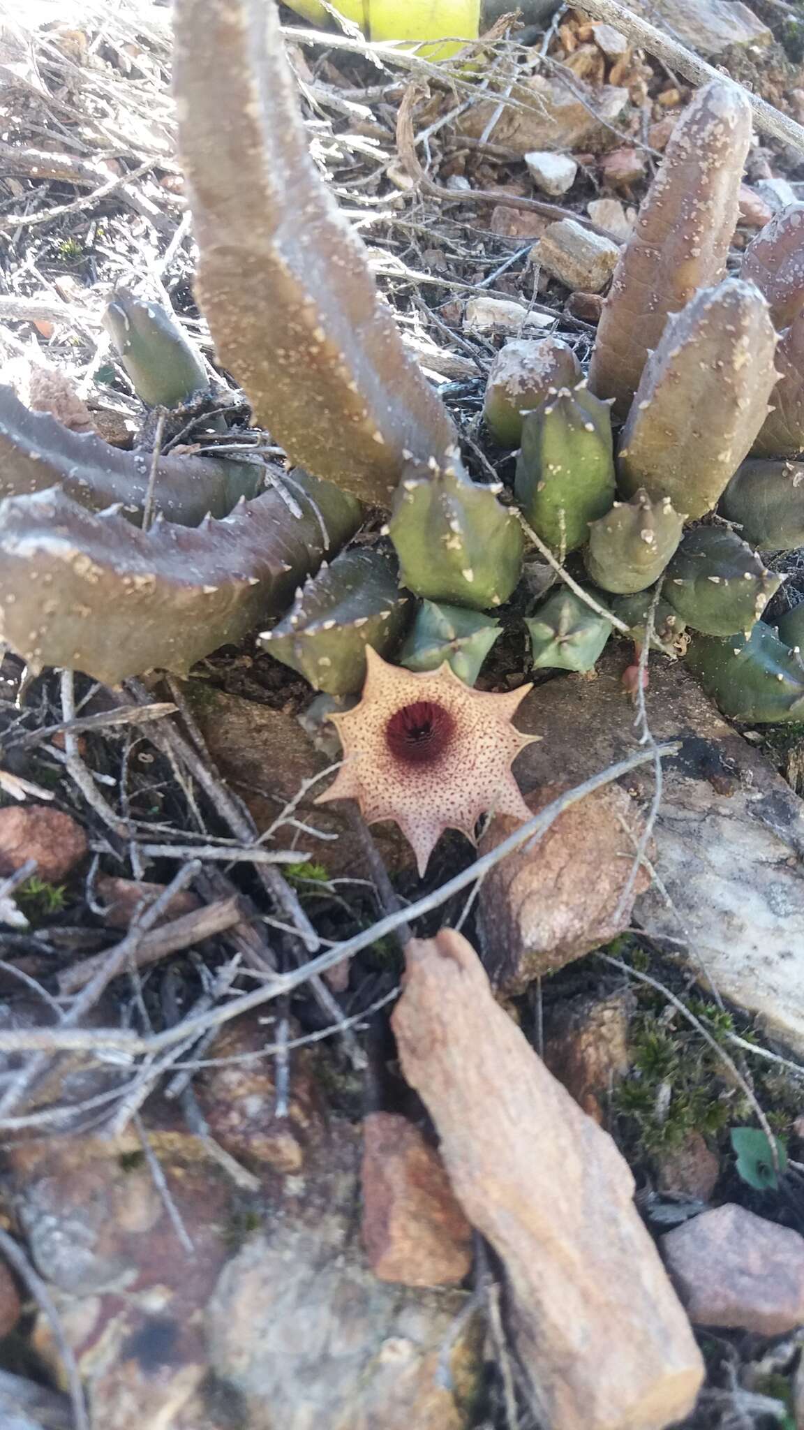 Ceropegia clavigera subsp. clavigera的圖片