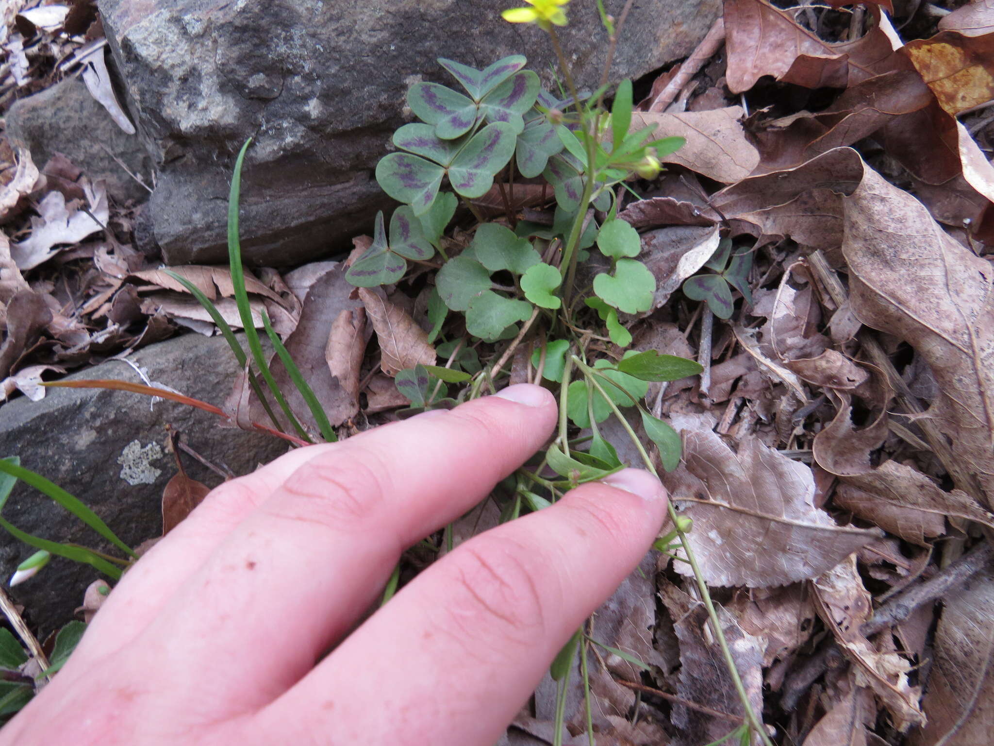 Ranunculus harveyi (A. Gray) Greene的圖片