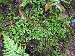 Image de Selaginella kraussiana (G. Kunze) A. Br.