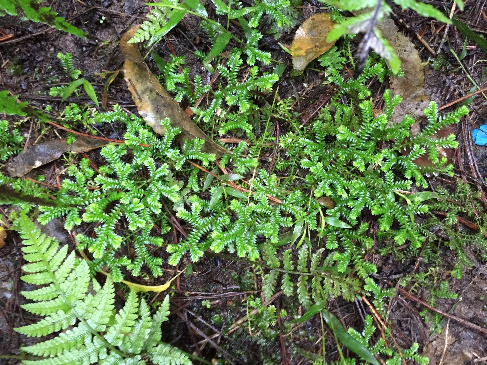 Image de Selaginella kraussiana (G. Kunze) A. Br.