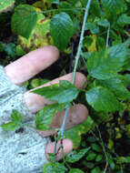 Image of White-Stem Raspberry