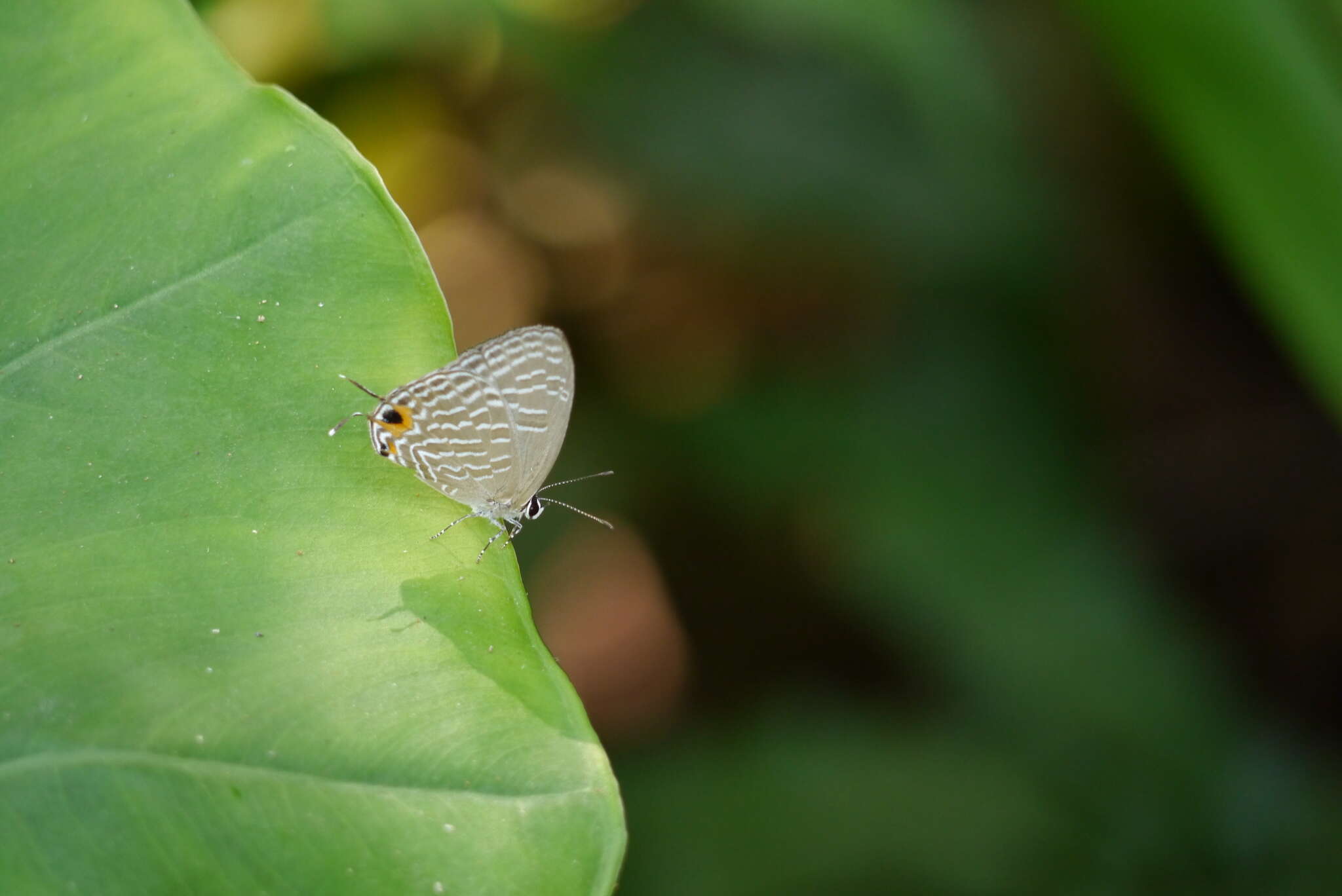 Image of <i>Jamides alecto dromicus</i>