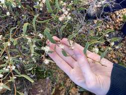 Image of Hakea anadenia Haegi