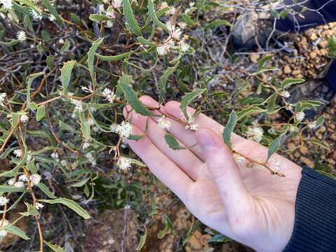 Image of Hakea anadenia Haegi