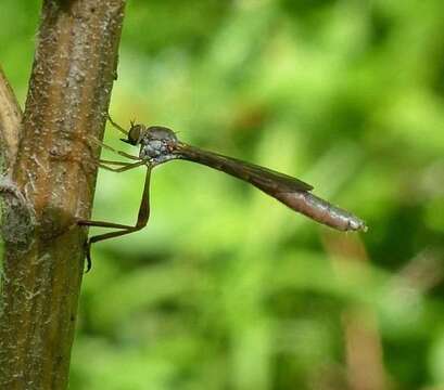 Image of Leptogaster flavipes Loew 1862