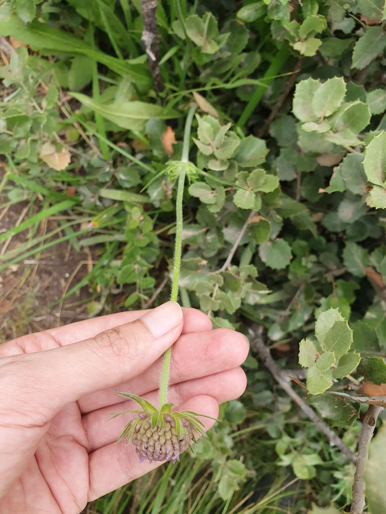 Plancia ëd Knautia mauritanica Pomel