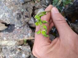 Image of yellow arctic draba