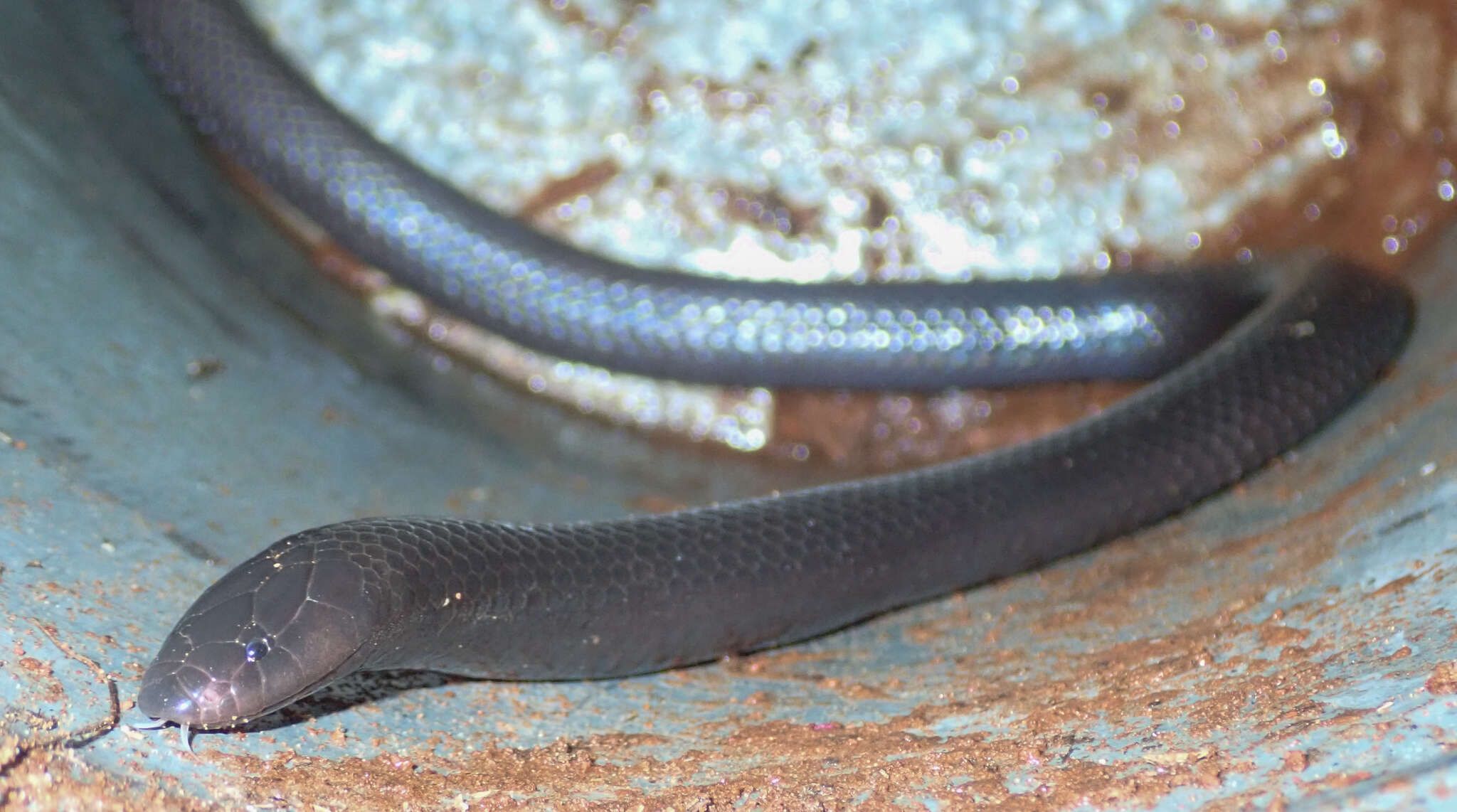 Image of Common Purple-glossed Snake