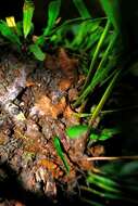 Imagem de Polypodium ensiforme Thunb.