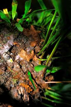 Imagem de Polypodium ensiforme Thunb.