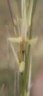 Image of Stipagrostis namaquensis (Nees) De Winter
