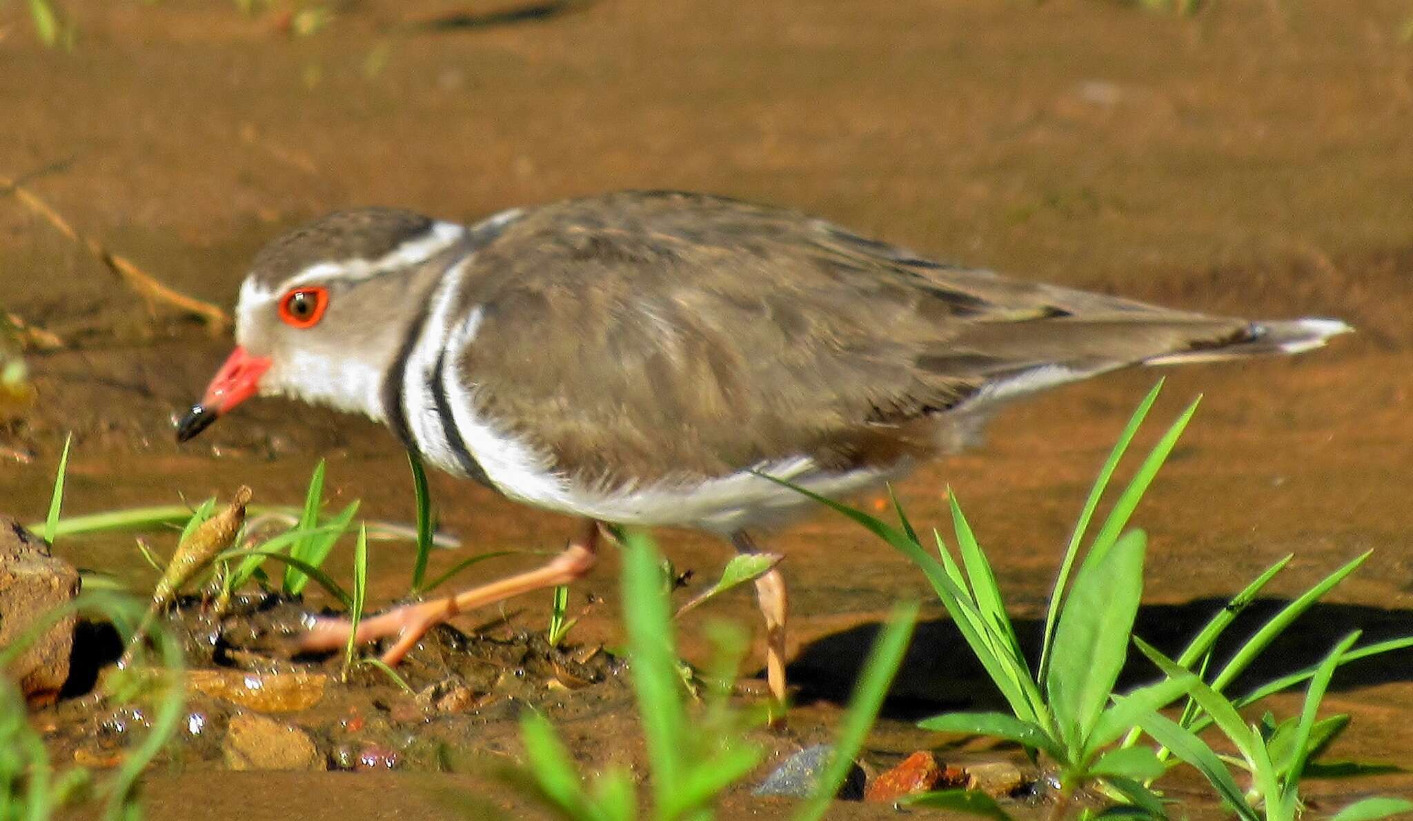 Слика од Charadrius tricollaris tricollaris Vieillot 1818