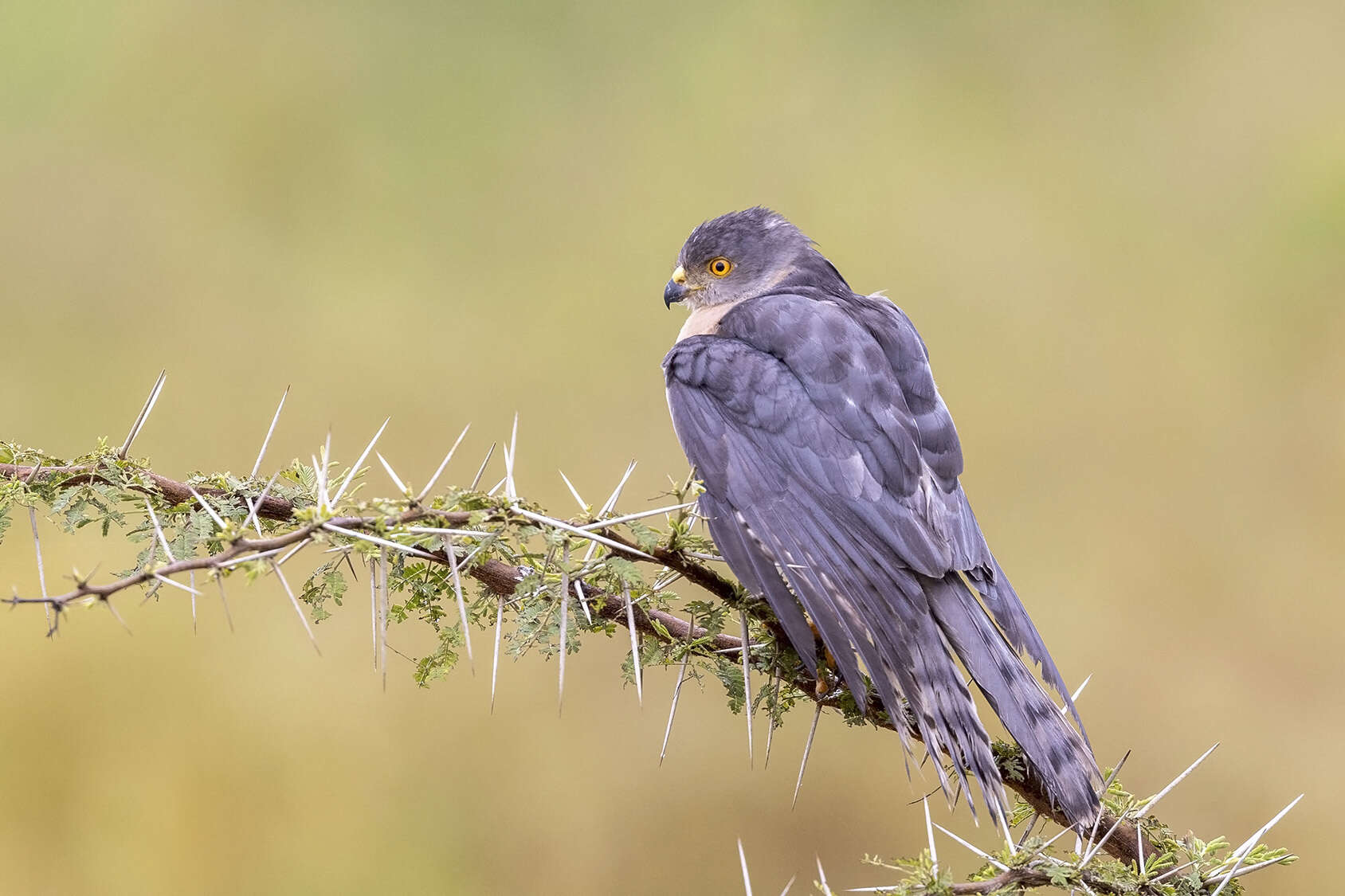 Accipiter tachiro sparsimfasciatus (Reichenow 1895)的圖片