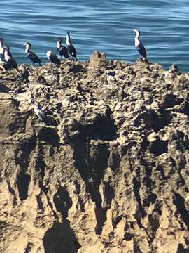 Image of Phalacrocorax carbo maroccanus Hartert 1906