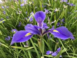 Image of Dixie iris