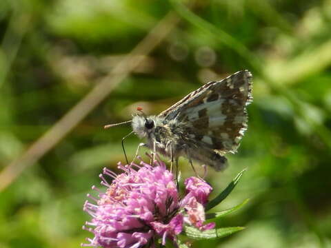 Image of large grizzled skipper