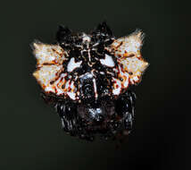 Image of Gasteracantha mediofusca (Doleschall 1859)