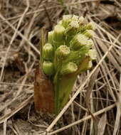 Petasites spurius (Retz.) Rchb.的圖片