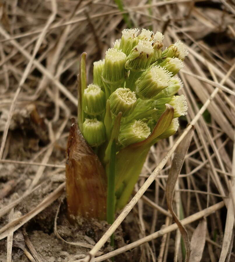 Petasites spurius (Retz.) Rchb.的圖片