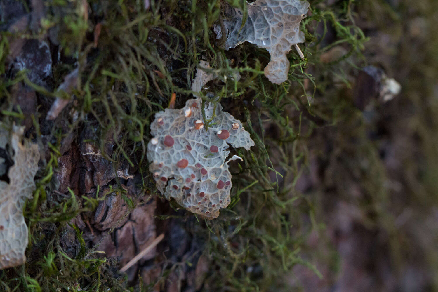 صورة Lobaria anthraspis