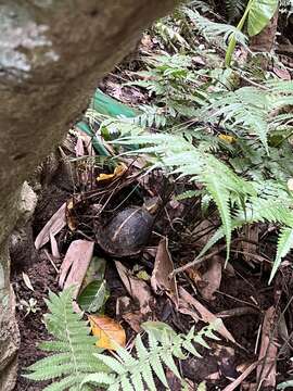 Image of Yellow-margined Box Turtle