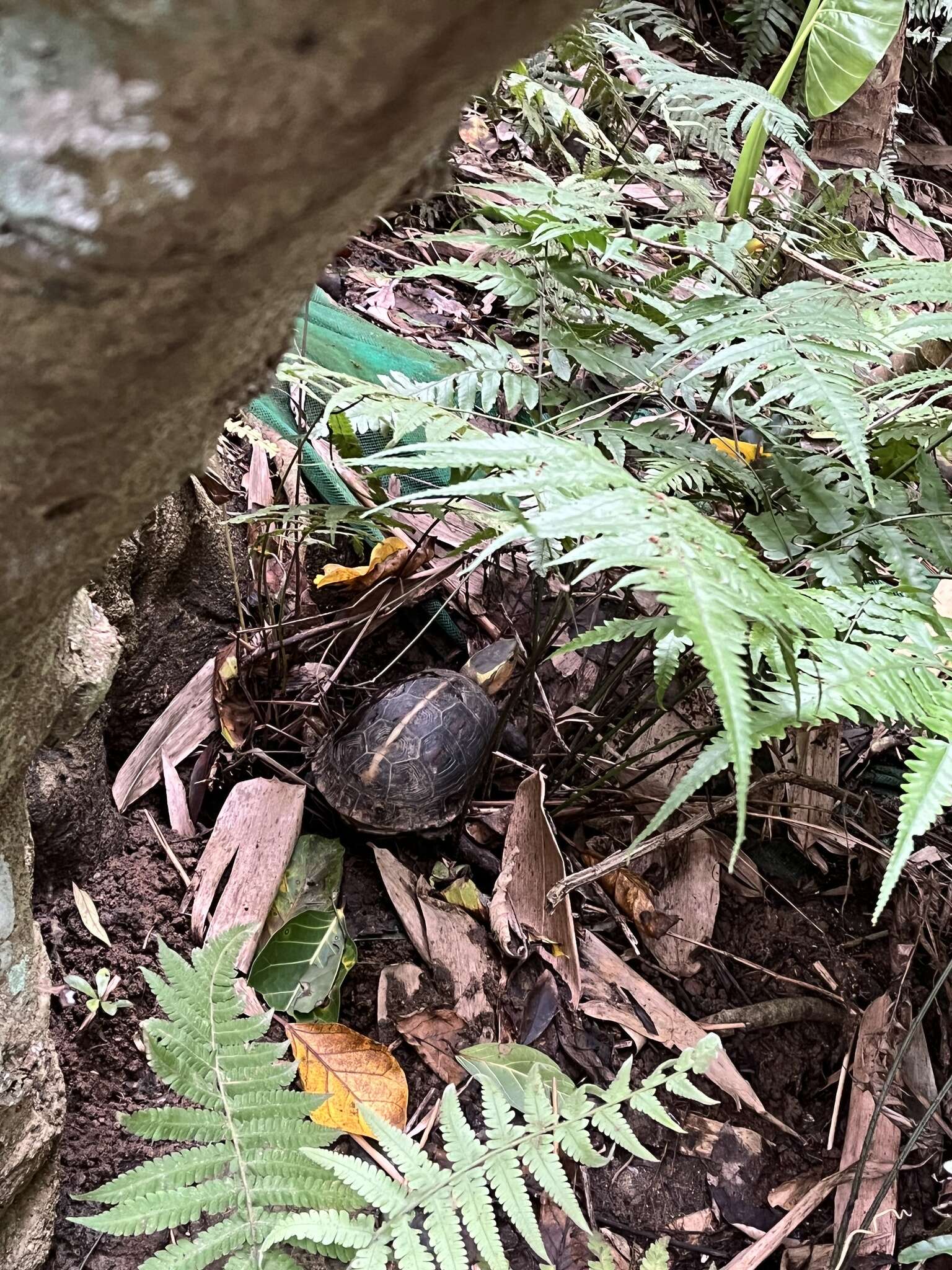 Image of Yellow-margined Box Turtle